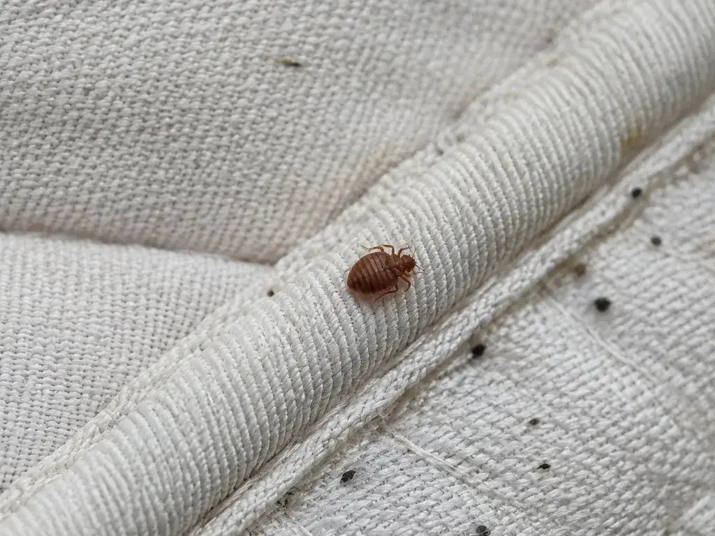 A bed bug on the seam of a mattress