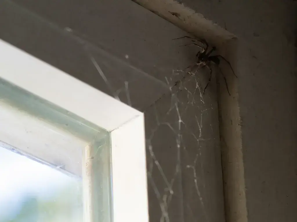 A house spider in the corner of a basement window frame